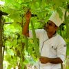 Gemüsegarten in der Lotus Villa - Ayurveda in Sri Lanka