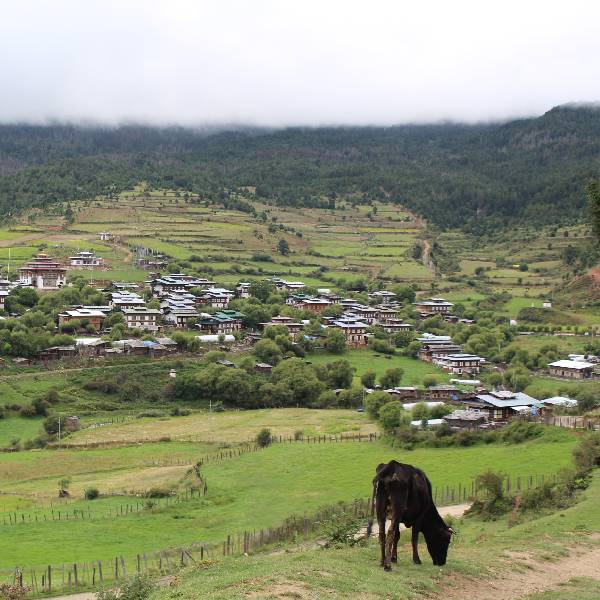 Traditionelles Dorf und grüne Landschaft im Paro-Tal in Bhutan.
