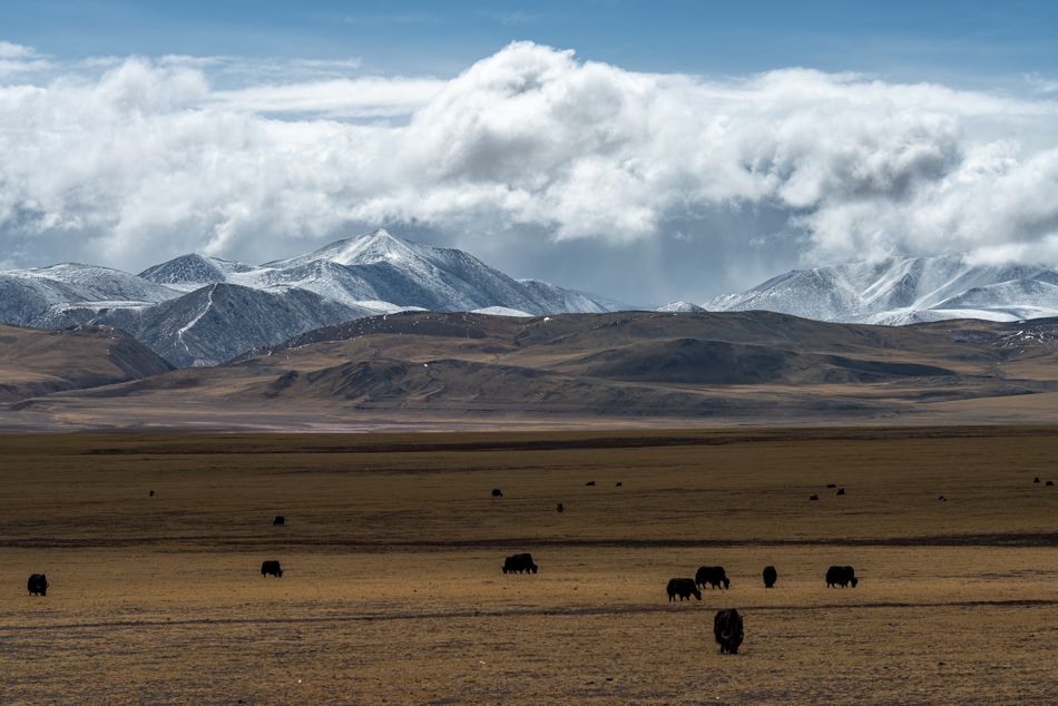 Yaks auf der weiten Hochebene Tibets vor schneebedeckten Gipfeln des Himalayas.