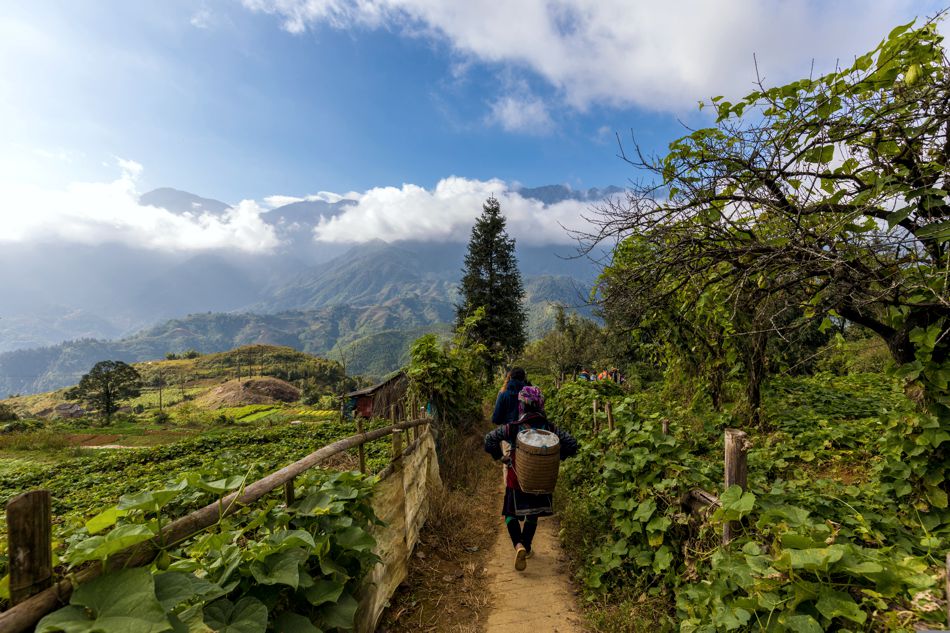 Wanderung auf einem schmalen Pfad durch die Berglandschaft und Teeplantagen bei Sapa